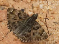 Moors kaasjeskruiddikkopje [Carcharodus tripolina]